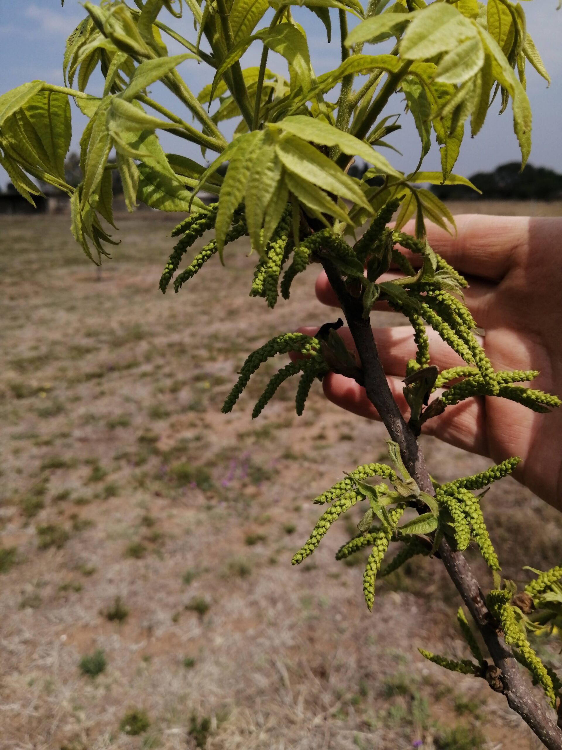 Pecan nut tree picture 2