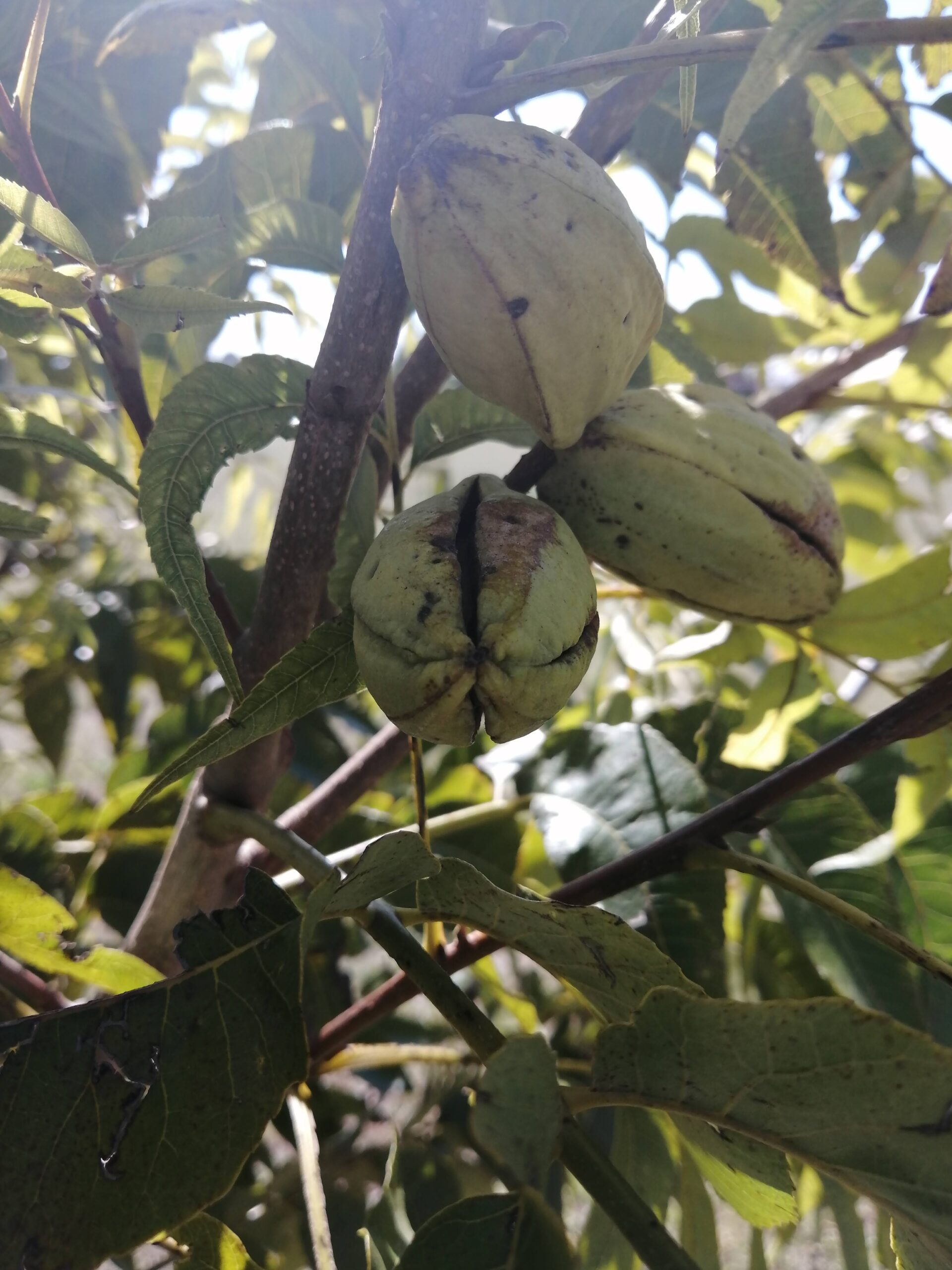 Pecan nut tree picture 3