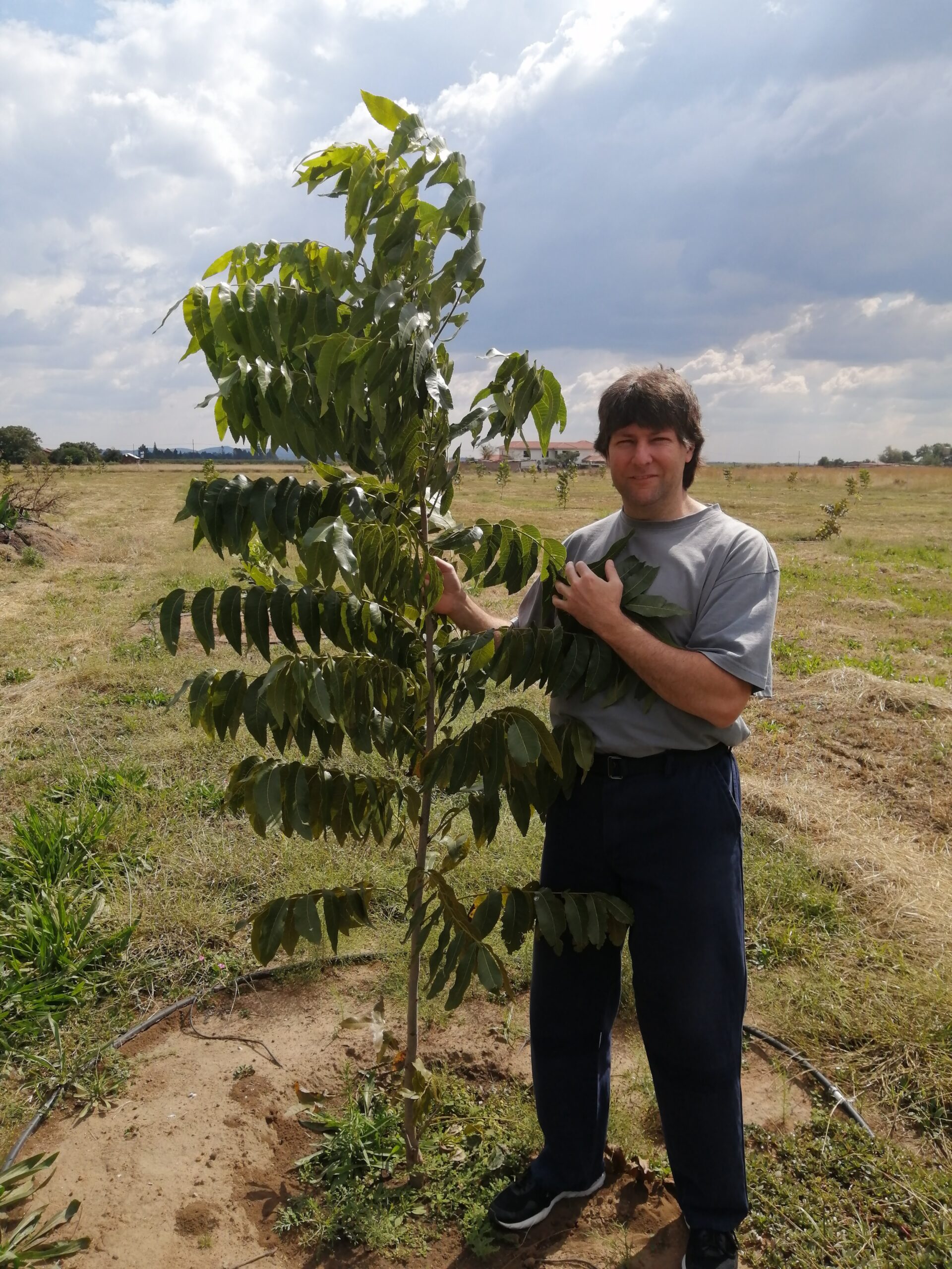 Pecan nut tree picture 4