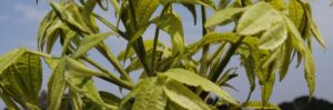 Pecan nut tree picture 2